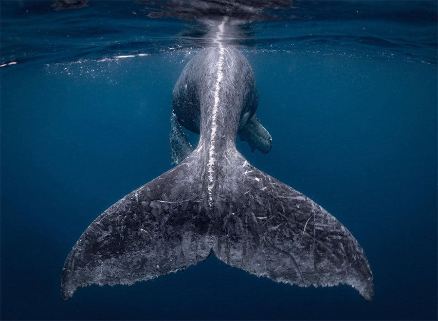 Nat Geo Nat Geo