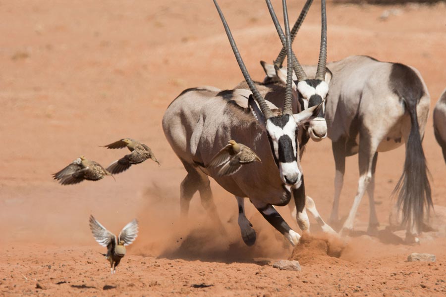 Planet Earth II